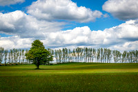 Green Field, Single Tree