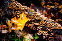 Found Leaf and Mushrooms