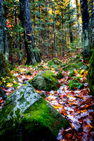 Boulders in Forest