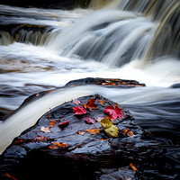 Fall Leaves on Waterfall Rock