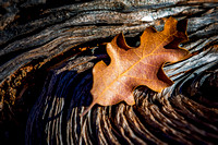 Twisted Tree and Fall Leaf